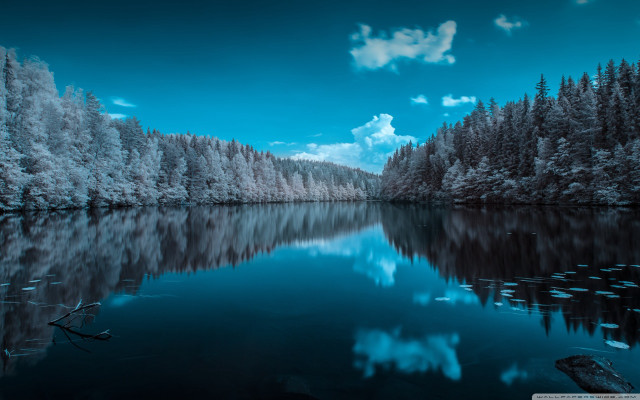 Lake trees forest snow night free wallpaper for desktop - medium preview image