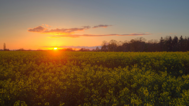 Yellow flowers sunset clouds cityscape free wallpaper for desktop - medium preview image