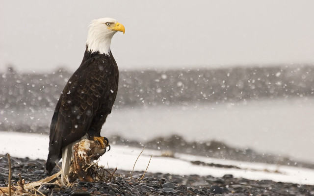 Bald eagle snow fish outdoors free wallpaper for desktop - medium preview image