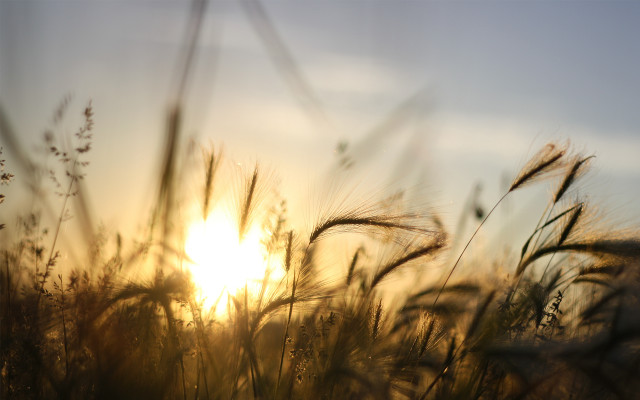 Sunset grass tiltshift forest nature free wallpaper for desktop - medium preview image