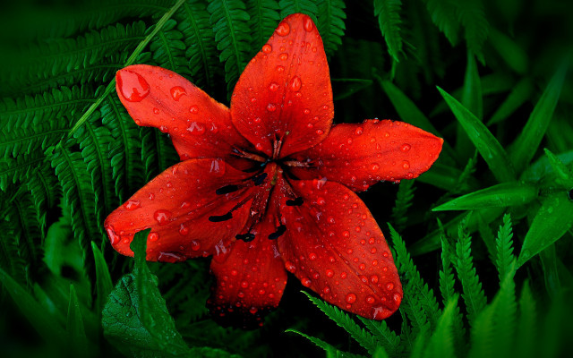Red flower water droplets green #8 free wallpaper for desktop - medium preview image
