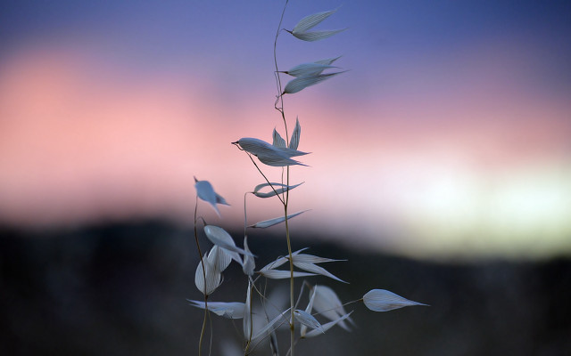 White flower bird sunset macro free wallpaper for desktop - medium preview image
