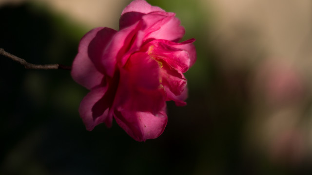 Pink flower blooming branch sun free wallpaper for desktop - medium preview image
