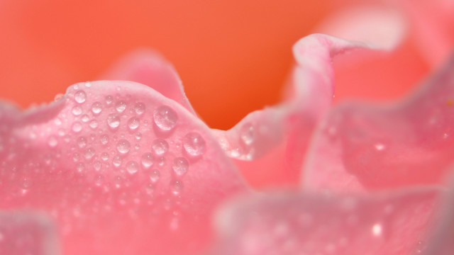 Pink flower water droplets impressionism free wallpaper for desktop - medium preview image
