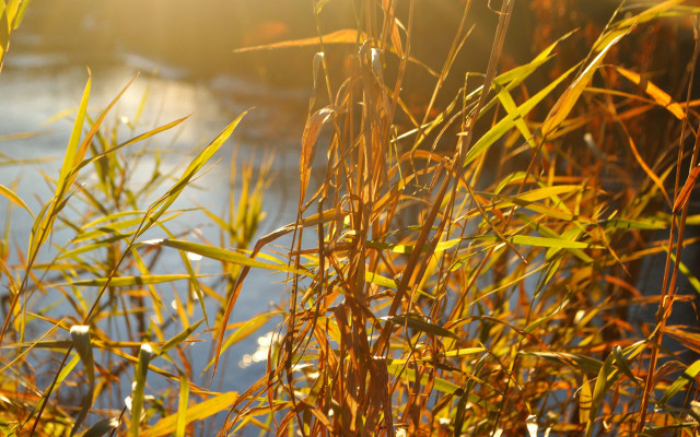 Plants water sky autumn leaves free wallpaper for desktop - medium preview image