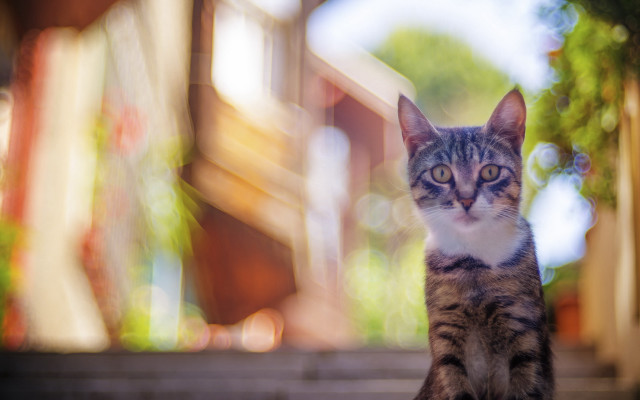 Cat steps tiltshift flare anamorphic free wallpaper for desktop - medium preview image