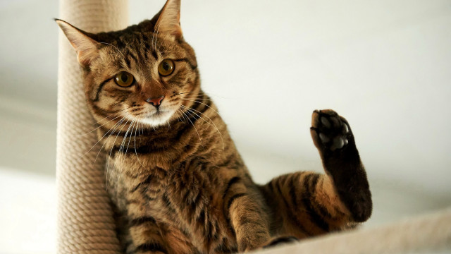 Cat scratching post glamor arabesque free wallpaper for desktop - medium preview image