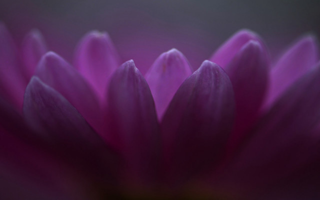 Purple flower macro shallow depth free wallpaper for desktop - medium preview image