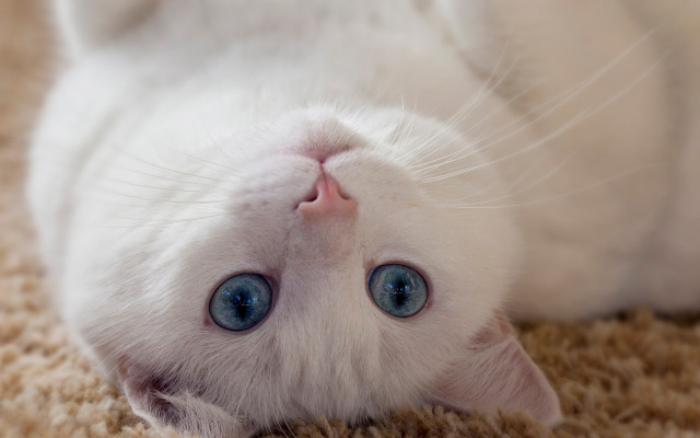 White cat blue eyes laying #4 free wallpaper for desktop - medium preview image