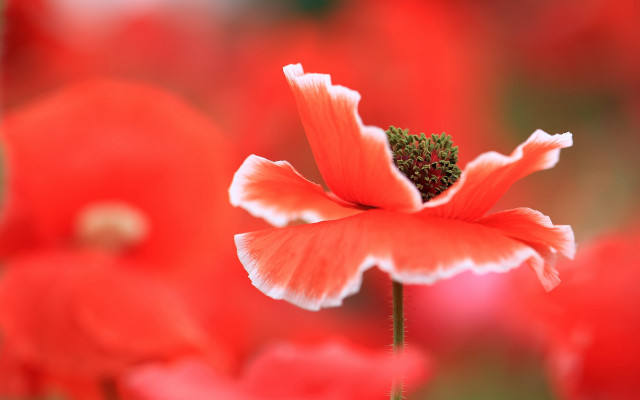 Flower macro red background torii free wallpaper for desktop - medium preview image