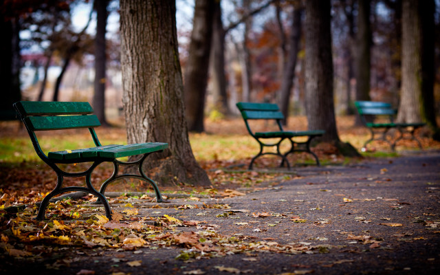 Benches tree autumn leaves blurry free wallpaper for desktop - medium preview image