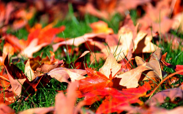 Autumn leaves ground blurry bokeh free wallpaper for desktop - medium preview image