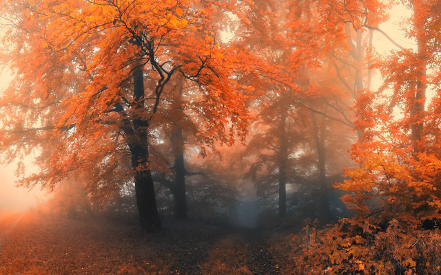 Foggy forest autumn fire flames free wallpaper for desktop - medium preview image