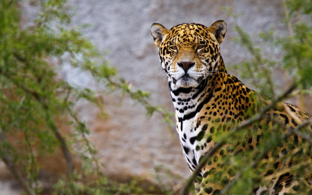Leopard tree serious eyes bamboo free wallpaper for desktop - medium preview image