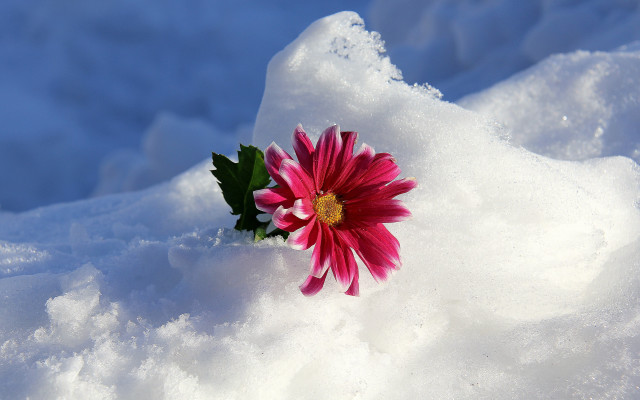 Pink flower snow sunny blue free wallpaper for desktop - medium preview image