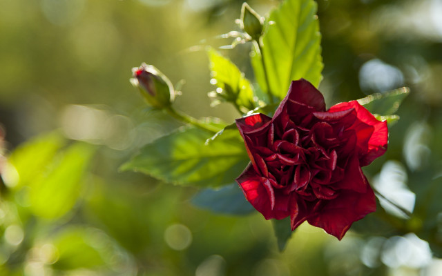 Red flower green leaves rococo free wallpaper for desktop - medium preview image
