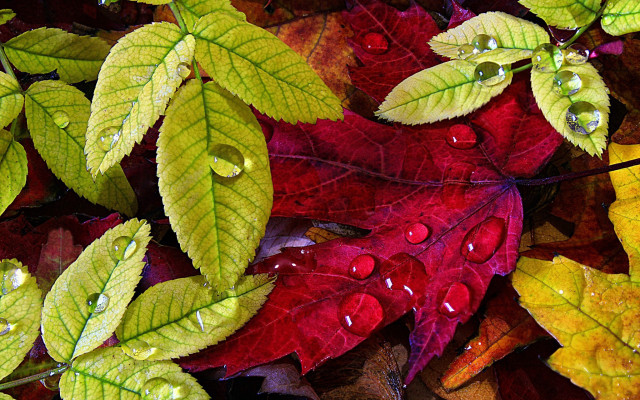 Leaves water droplets autumn red free wallpaper for desktop - medium preview image