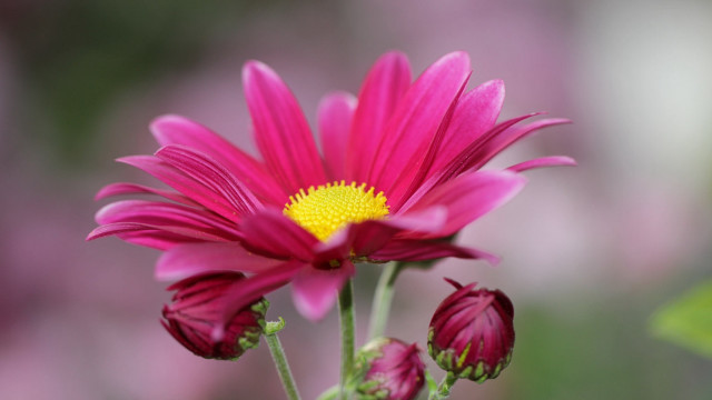 Pink flower yellow center macro #2 free wallpaper for desktop - medium preview image