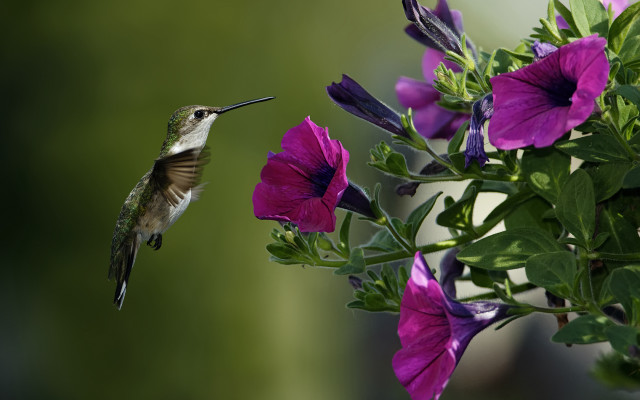 Hummingbird purple flower green leaves free wallpaper for desktop - medium preview image