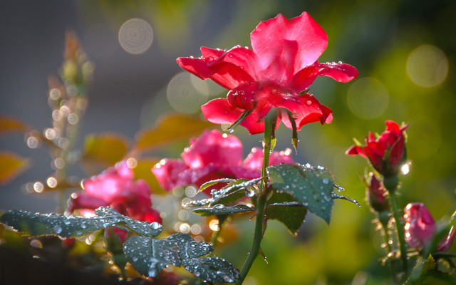 Red flower water droplets macro #22 free wallpaper for desktop - medium preview image