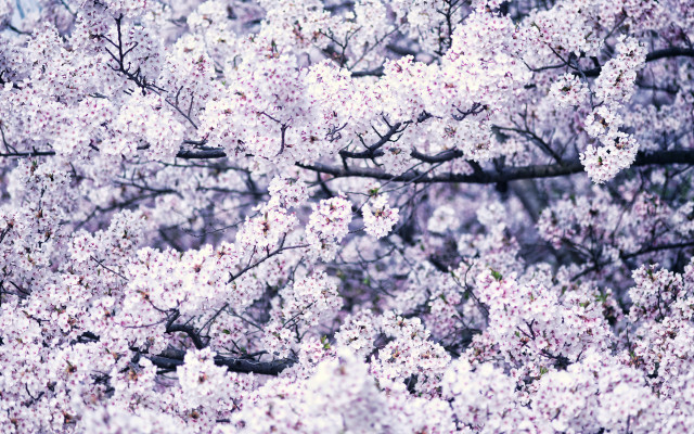 Spring cherry blossoms bird tree free wallpaper for desktop - medium preview image