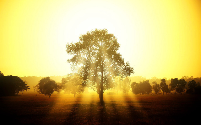 Autumn sunset tree lake horizon free wallpaper for desktop - medium preview image