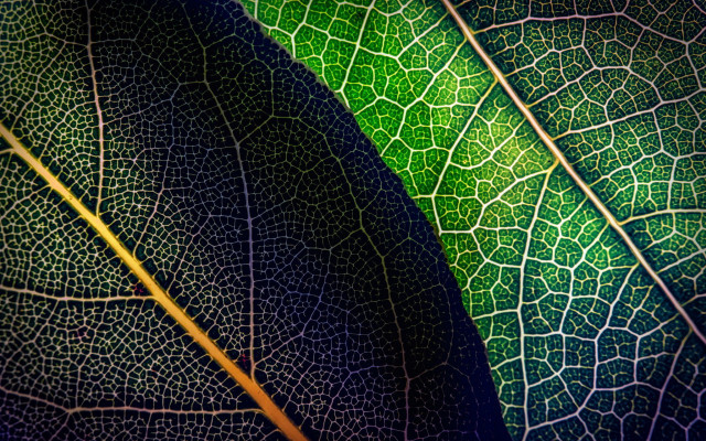 Green leaf yellow tip macro free wallpaper for desktop - medium preview image