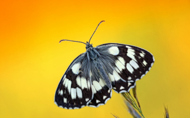 Black white butterfly yellow background free wallpaper for desktop - medium preview image