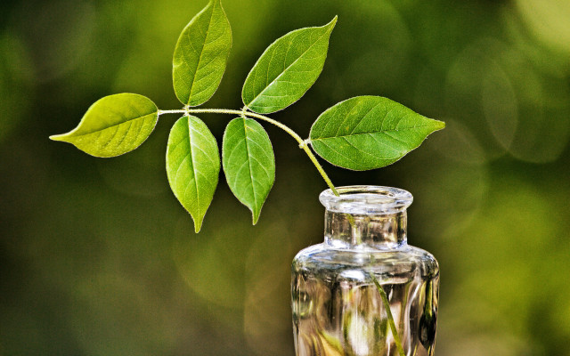 Small glass vase plant green free wallpaper for desktop - medium preview image