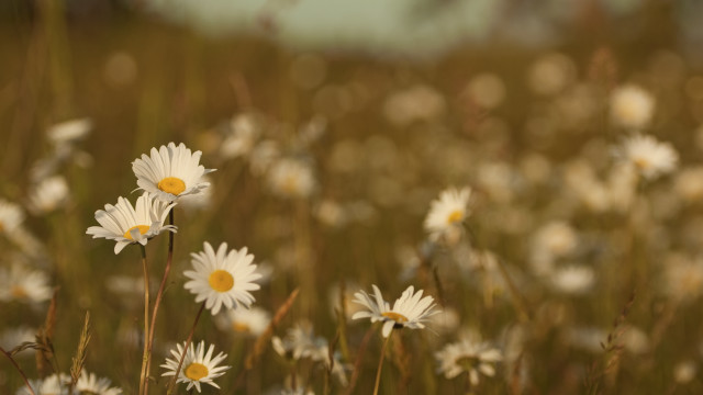 Daisy field blur bokeh sunlight free wallpaper for desktop - medium preview image
