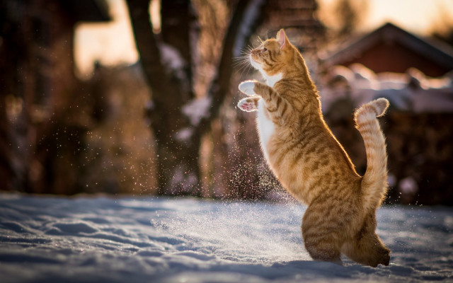 Cat snow playful impressionist bokeh free wallpaper for desktop - medium preview image