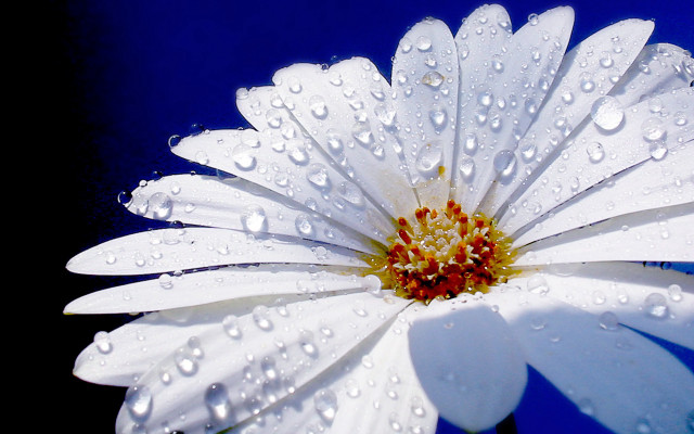 White flower water droplets blue free wallpaper for desktop - medium preview image