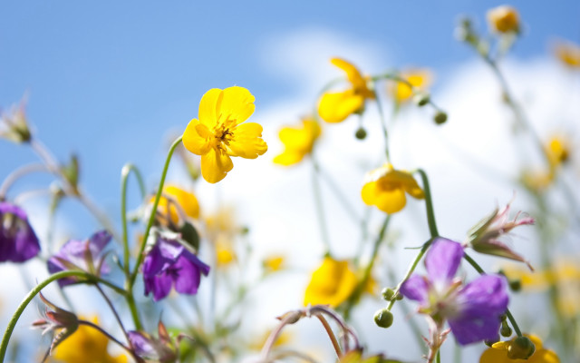 Flowers grass sky bokeh blur free wallpaper for desktop - medium preview image