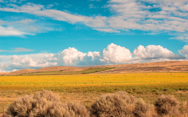 Field clouds horse sunset gradient free wallpaper for desktop - medium preview image