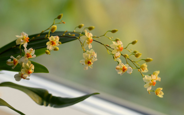 Yellow flower vase window sill free wallpaper for desktop - medium preview image