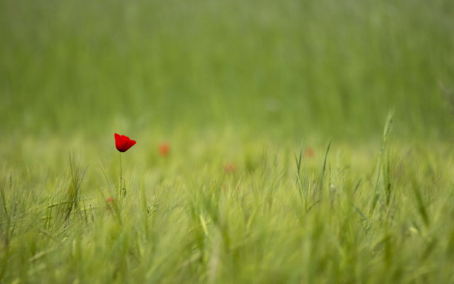 Red flower grassy field shallow free wallpaper for desktop - medium preview image