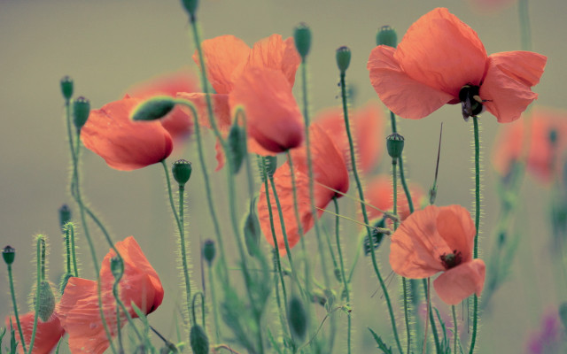 Flowers grass sky green stem free wallpaper for desktop - medium preview image