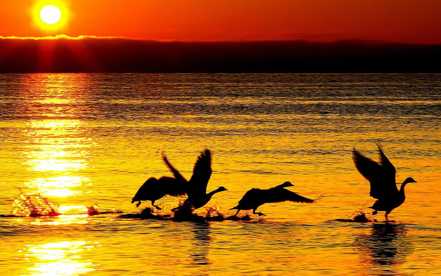 Birds sunset water dawn silhouette free wallpaper for desktop - medium preview image