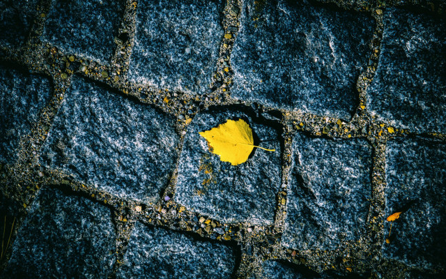 Yellow leaf blue surface night free wallpaper for desktop - medium preview image