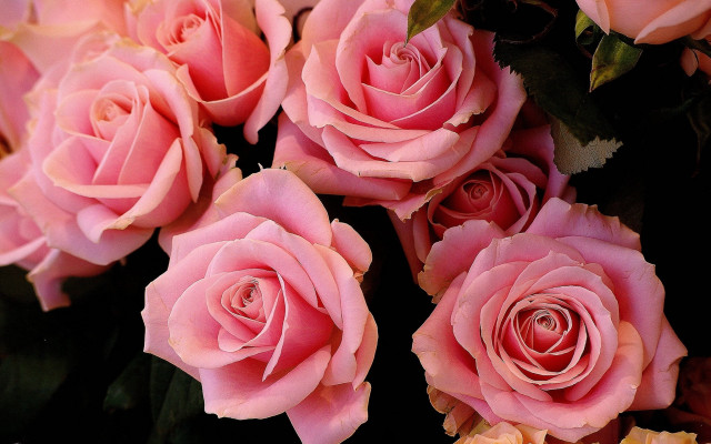 Pink roses bouquet macro flower free wallpaper for desktop - medium preview image