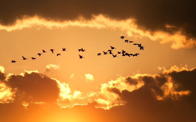 Birds sunset dawn fire sky free wallpaper for desktop - medium preview image