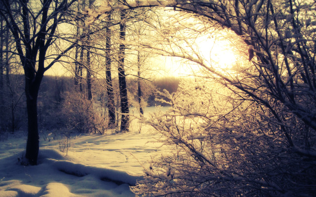 Snowy forest path sunlight winter free wallpaper for desktop - medium preview image