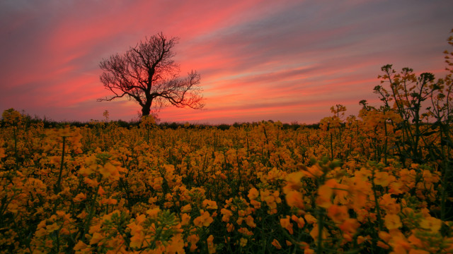 Autumn sunset field flowers tree free wallpaper for desktop - medium preview image
