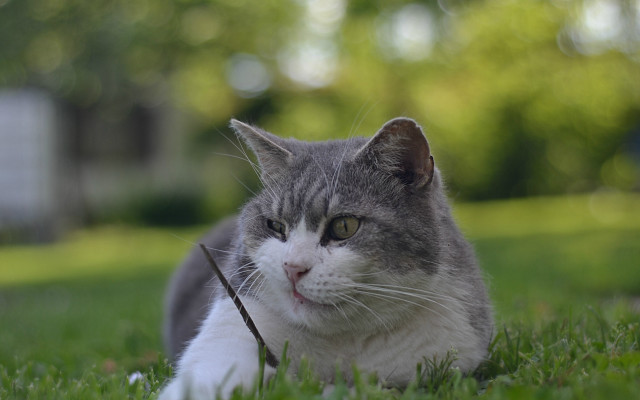 Cat grass stick background bokeh free wallpaper for desktop - medium preview image