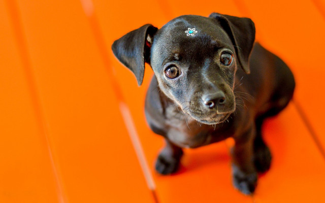 Black dog orange diamond hologram free wallpaper for desktop - medium preview image