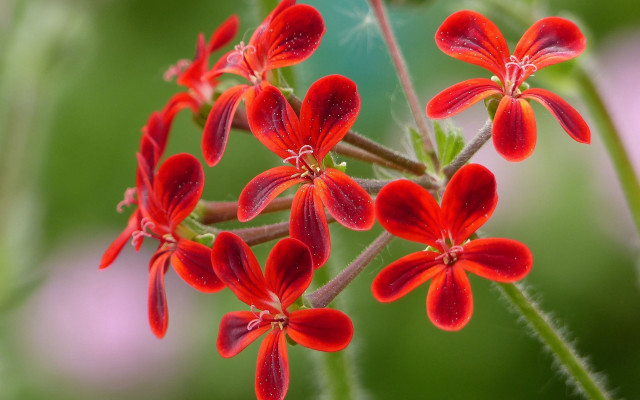 Red flower closeup butterfly leaf free wallpaper for desktop - medium preview image