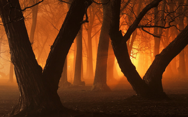 Foggy gothic forest autumn light free wallpaper for desktop - medium preview image