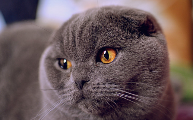 Gray cat yellow eyes macro free wallpaper for desktop - medium preview image
