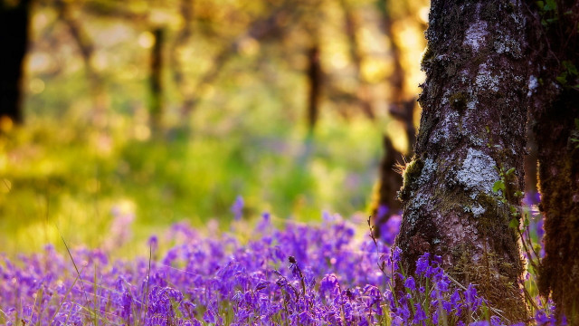Purple flower wisteria mossy tree free wallpaper for desktop - medium preview image