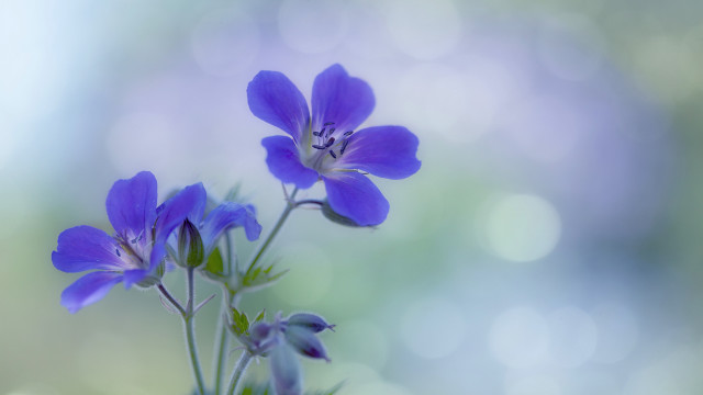 Purple flower bokeh macro bug free wallpaper for desktop - medium preview image